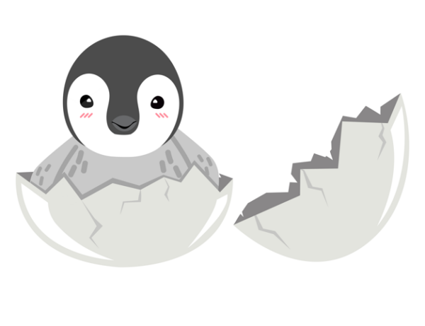 Penguin Hatching from Egg