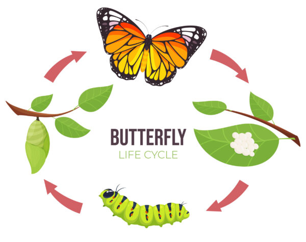 Coding the Butterfly Life Cycle